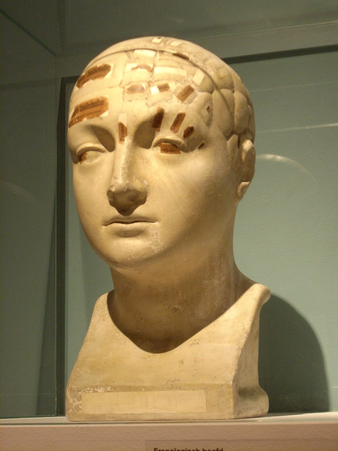 Phrenological head, Museum Dr Guislain, Gand - 1.JPG